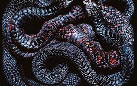 snakeskin wallpaper black|snake wallpaper for tablet.